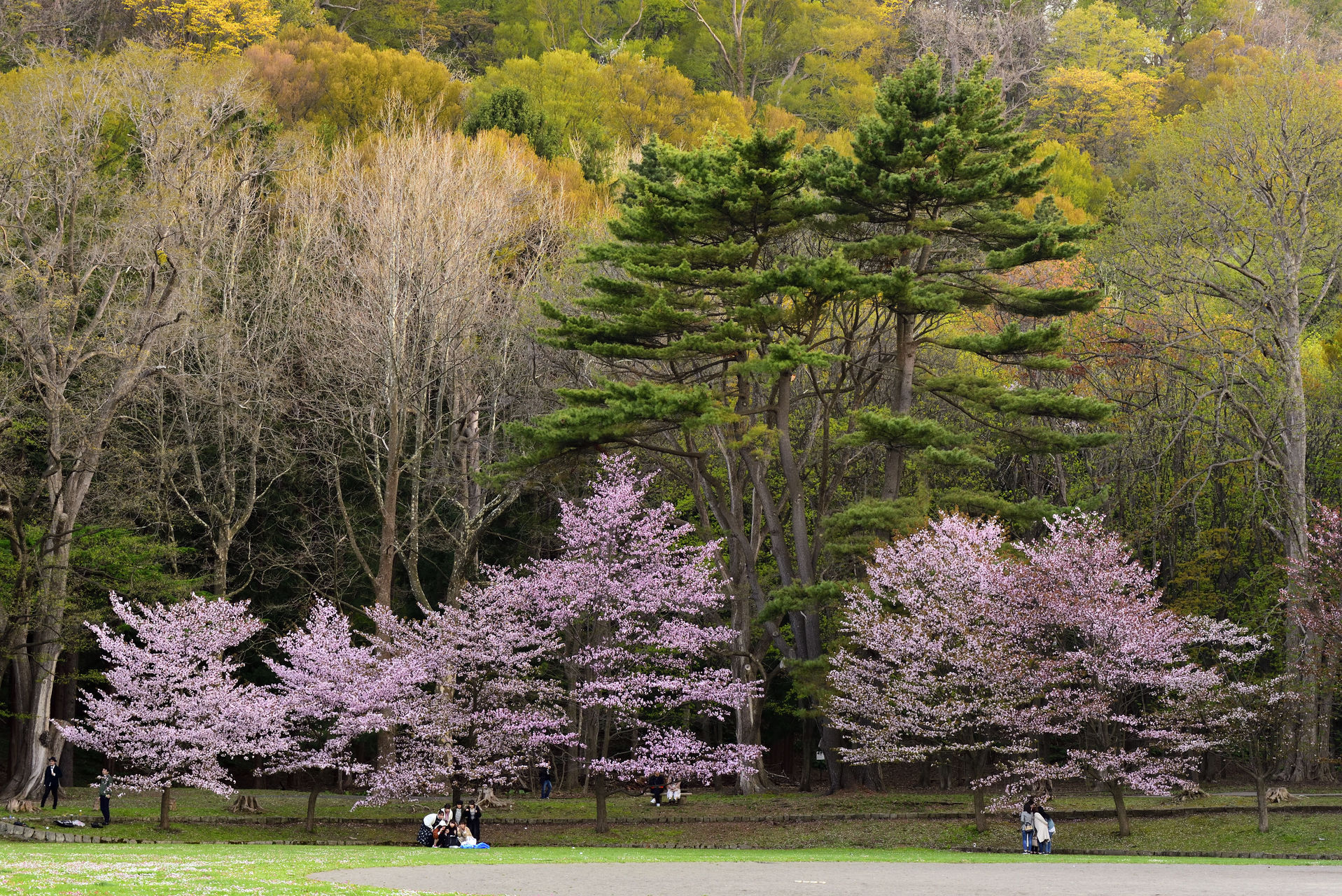 Learn more about "Cherryblossom viewing (Hokkaido) " FIND/47