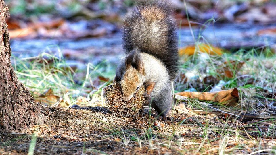 I'm an Ezo Squirrel and a species endemic to Hokkaido! Hokkaido by FIND47.JP
