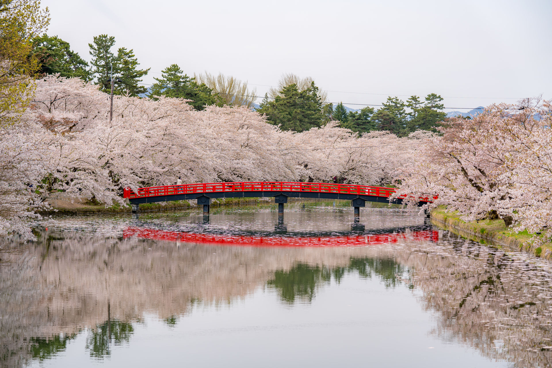 Aomori Cherry Blossom Festival