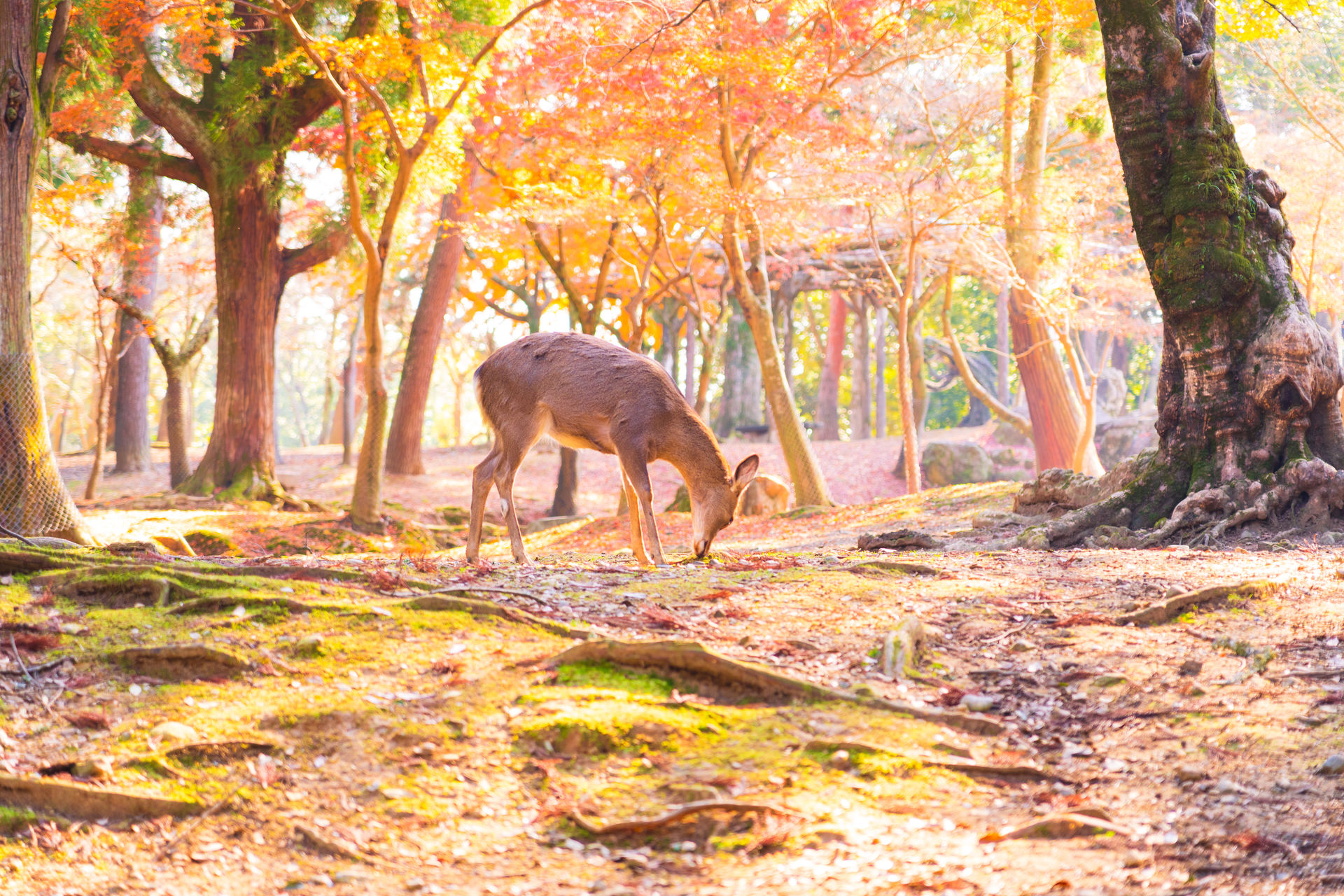 Learn more about "Nara Park (Nara) " FIND/47