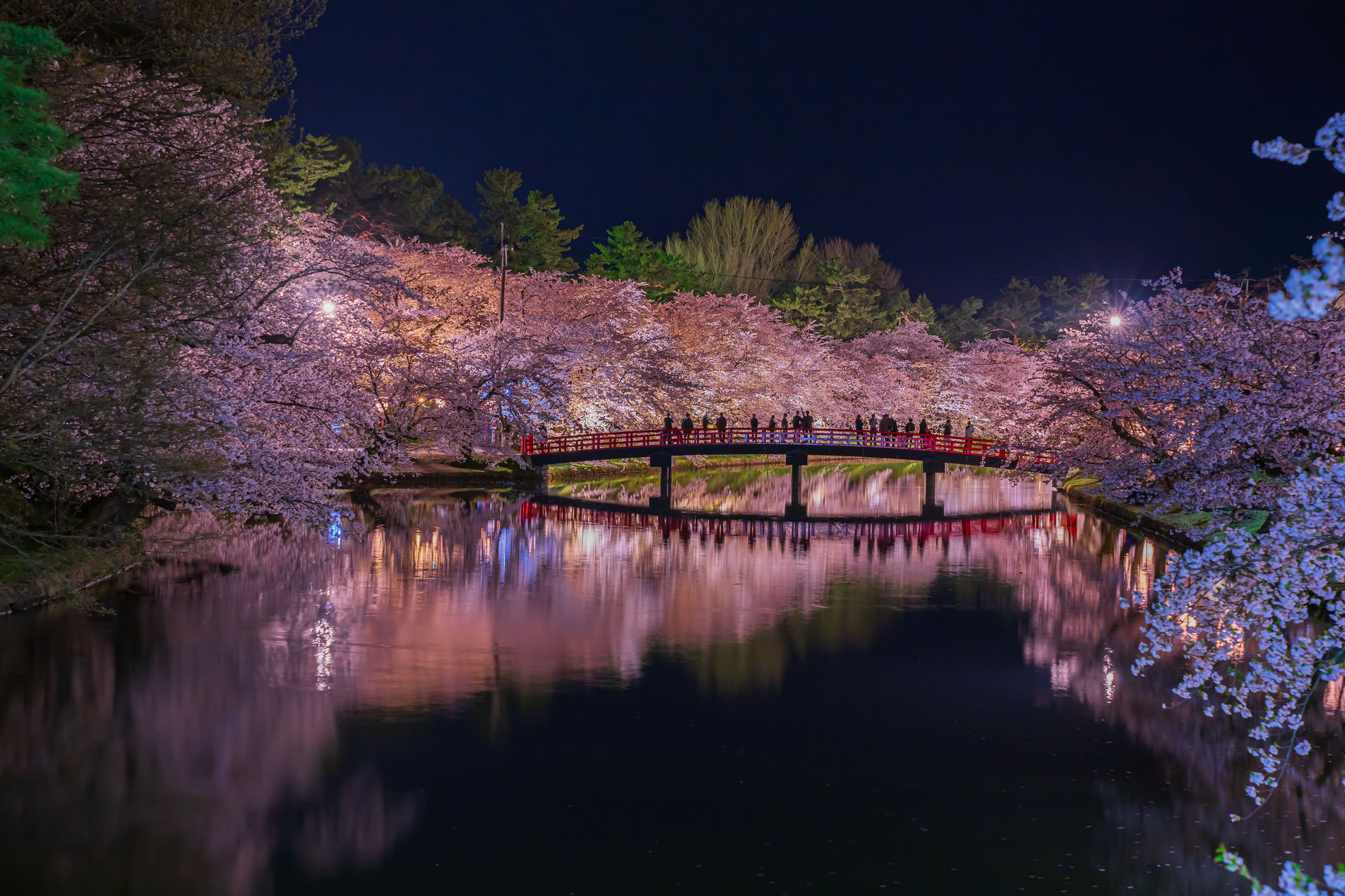 Aomori Cherry Blossoms