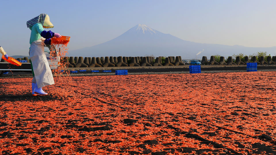 Sun drying of Sakura shrimp Shizuoka by FIND47.JP
