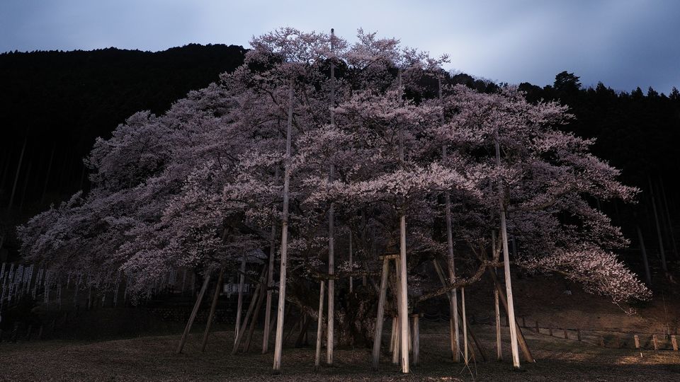 cherry blossoms in Gifu JAPAN Gifu by FIND47.JP