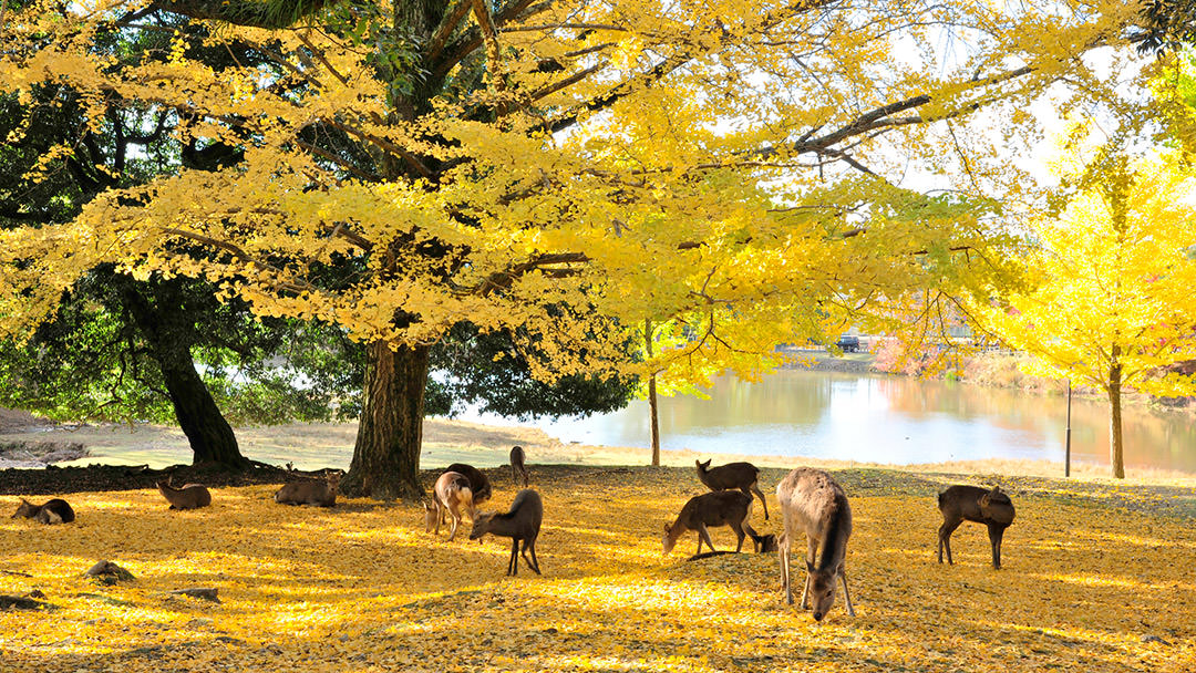 "Autumnal leaves in Nara Park" © Kimihiko Nakamura