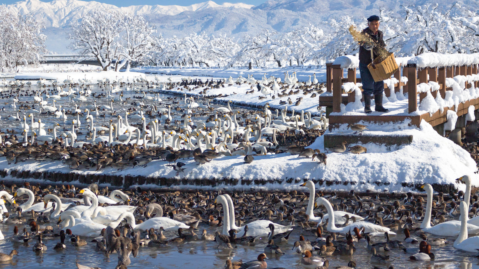 瓢湖の白鳥おじさん(阿賀野市) (新潟県) 」について詳しく見る 瓢湖の白鳥おじさん(阿賀野市) (新潟県) 」について詳しく見る