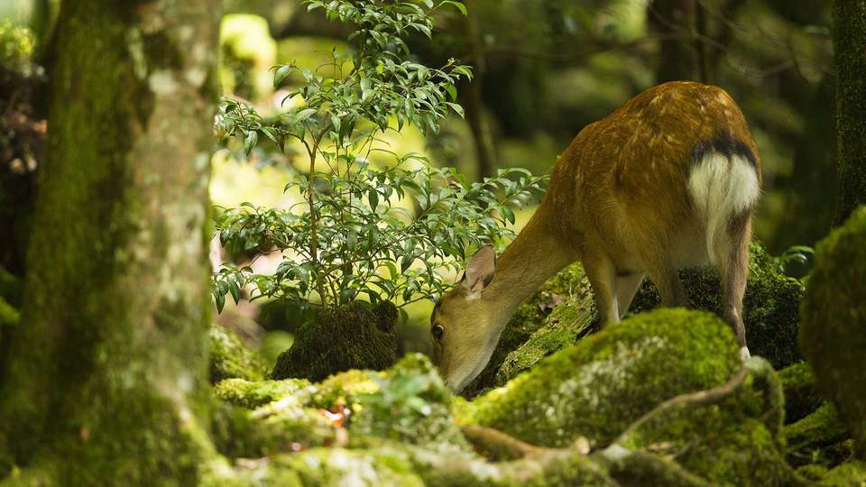 鹿児島県 白谷雲水峡 by FIND47.JP