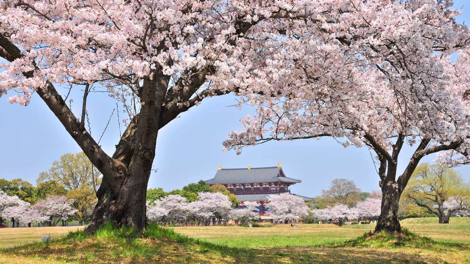平城宮跡の桜 奈良県 について詳しく見る Find 47