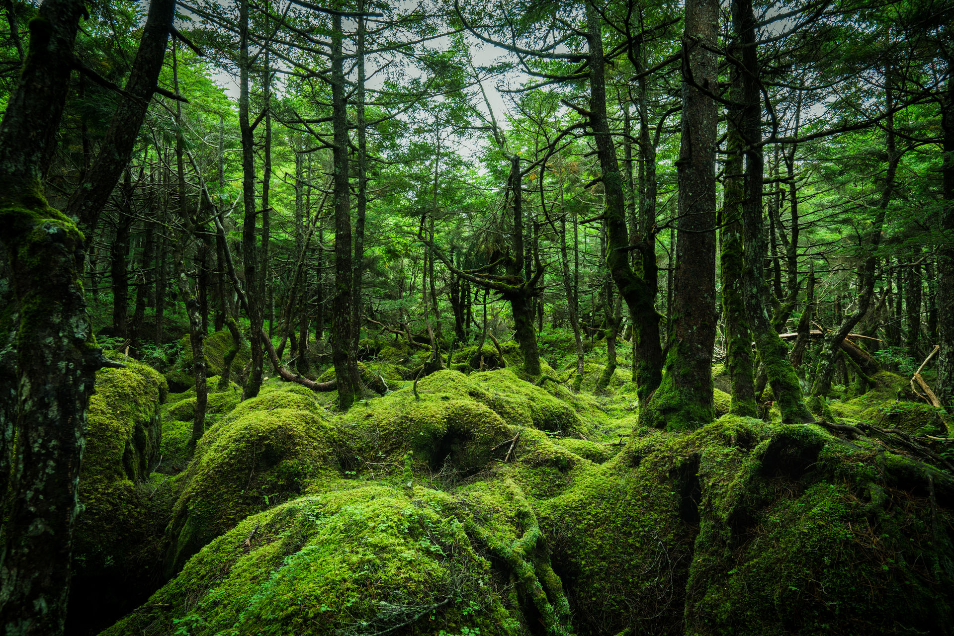 苔の森 白駒池 長野県 について詳しく見る Find 47