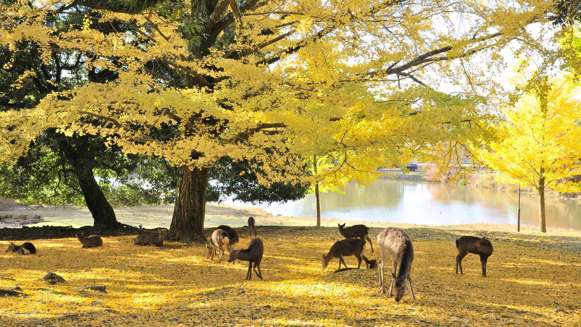 奈良公園の紅葉 by FIND47.JP