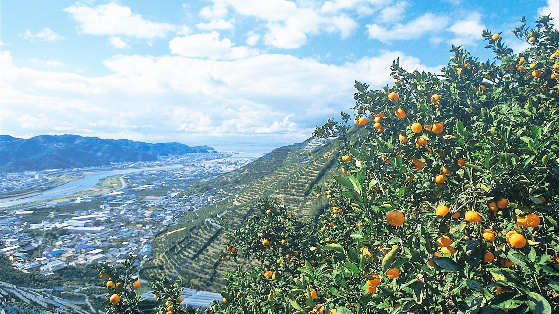 有田みかんの山 by FIND47.JP