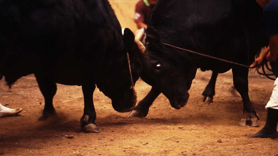 島根県 隠岐モーモードーム by FIND47.JP
