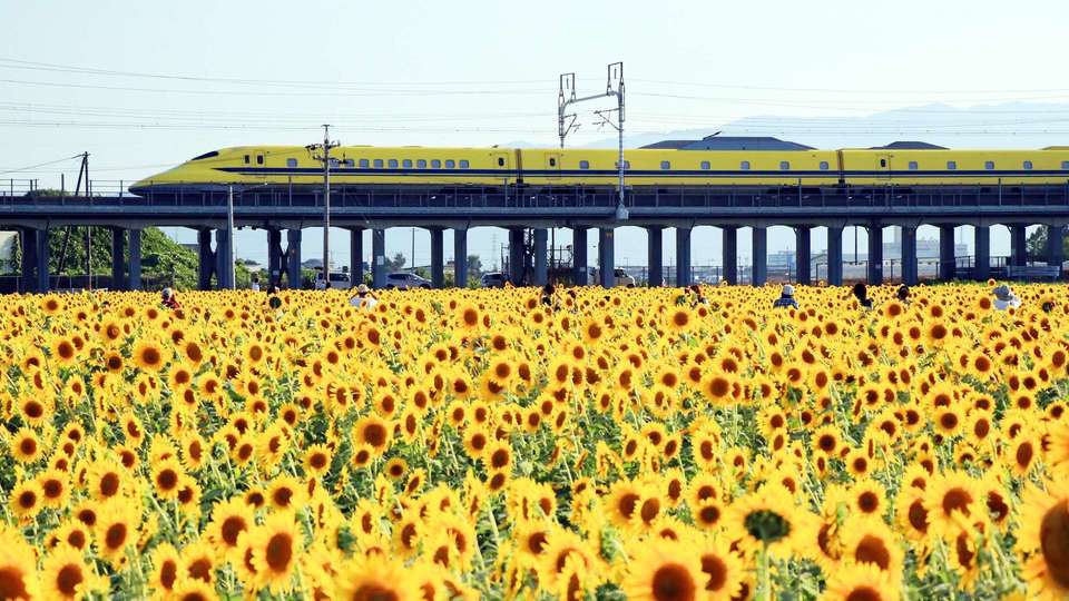 大垣ひまわり畑 平町 岐阜県 について詳しく見る Find 47