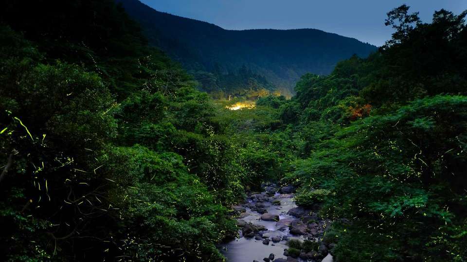 佐賀県 岩屋川内川の蛍灯 by FIND47.JP