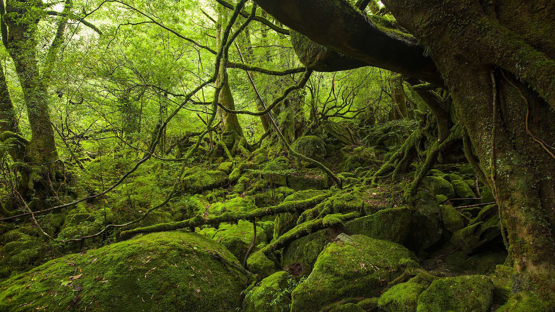 白谷雲水峡・苔むす森 by FIND47.JP