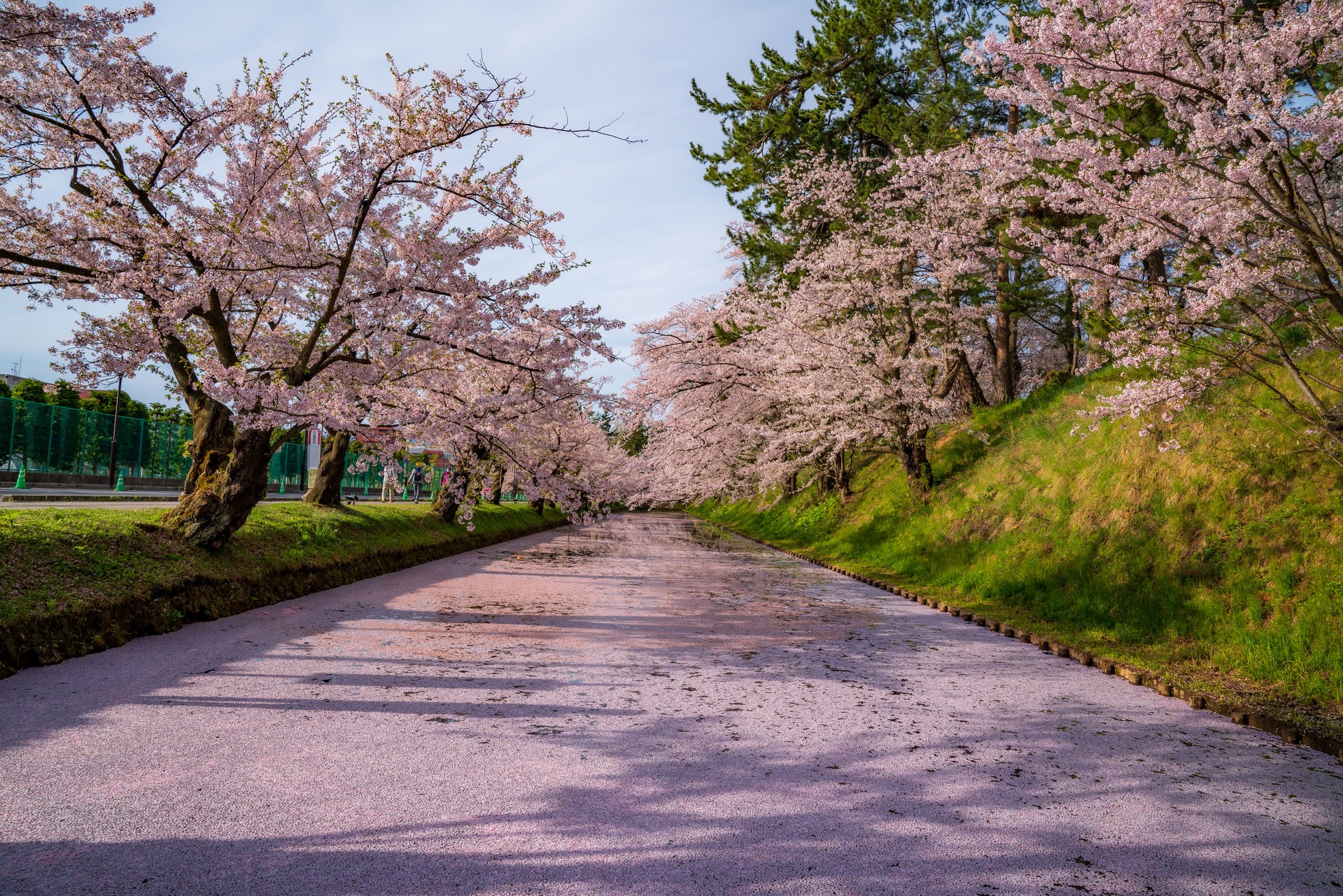 弘前さくらまつり 桜絨毯 青森県 について詳しく見る Find 47