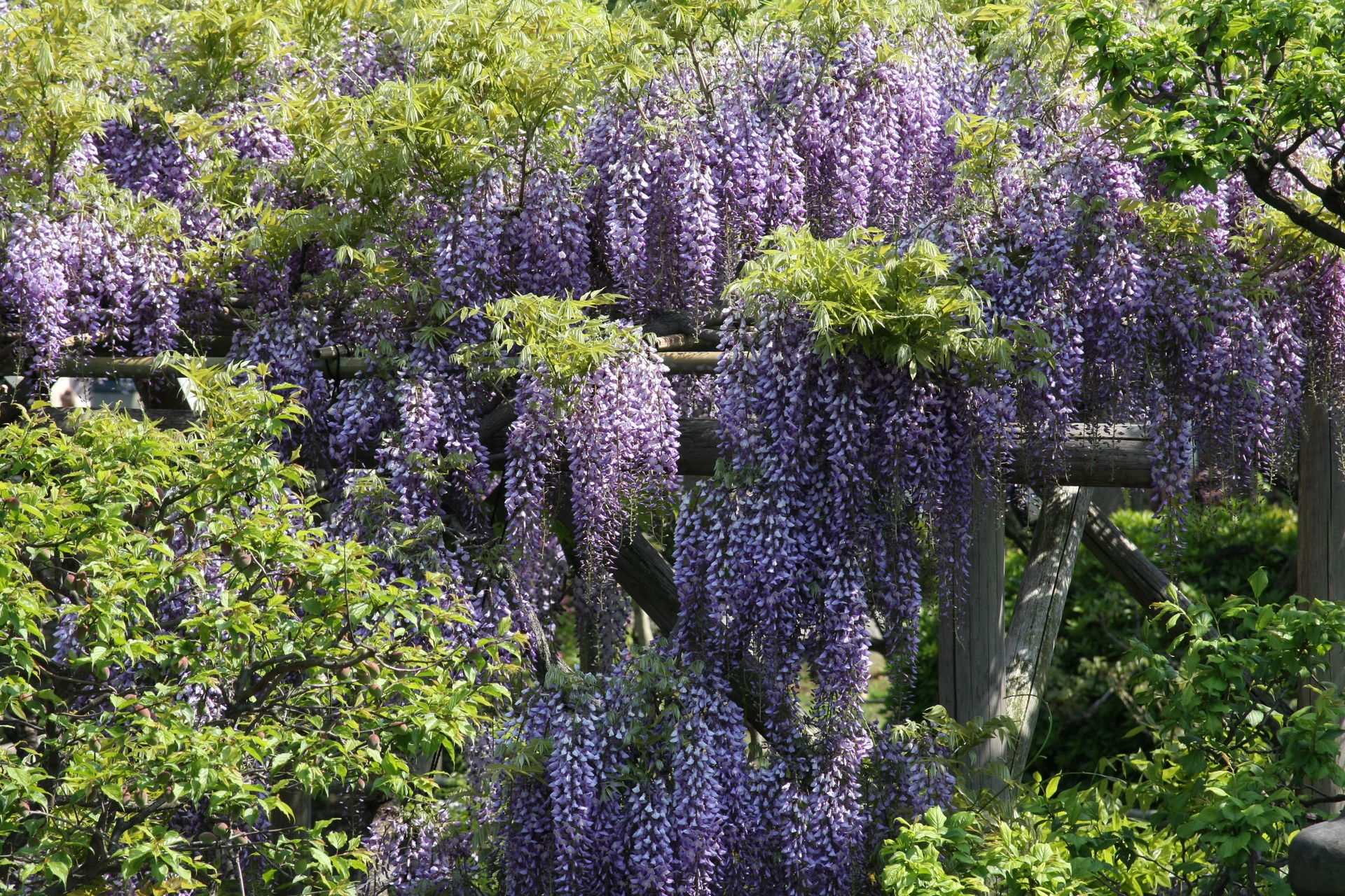 東京 江東区 亀戸天神社の藤の花 東京都 について詳しく見る Find 47