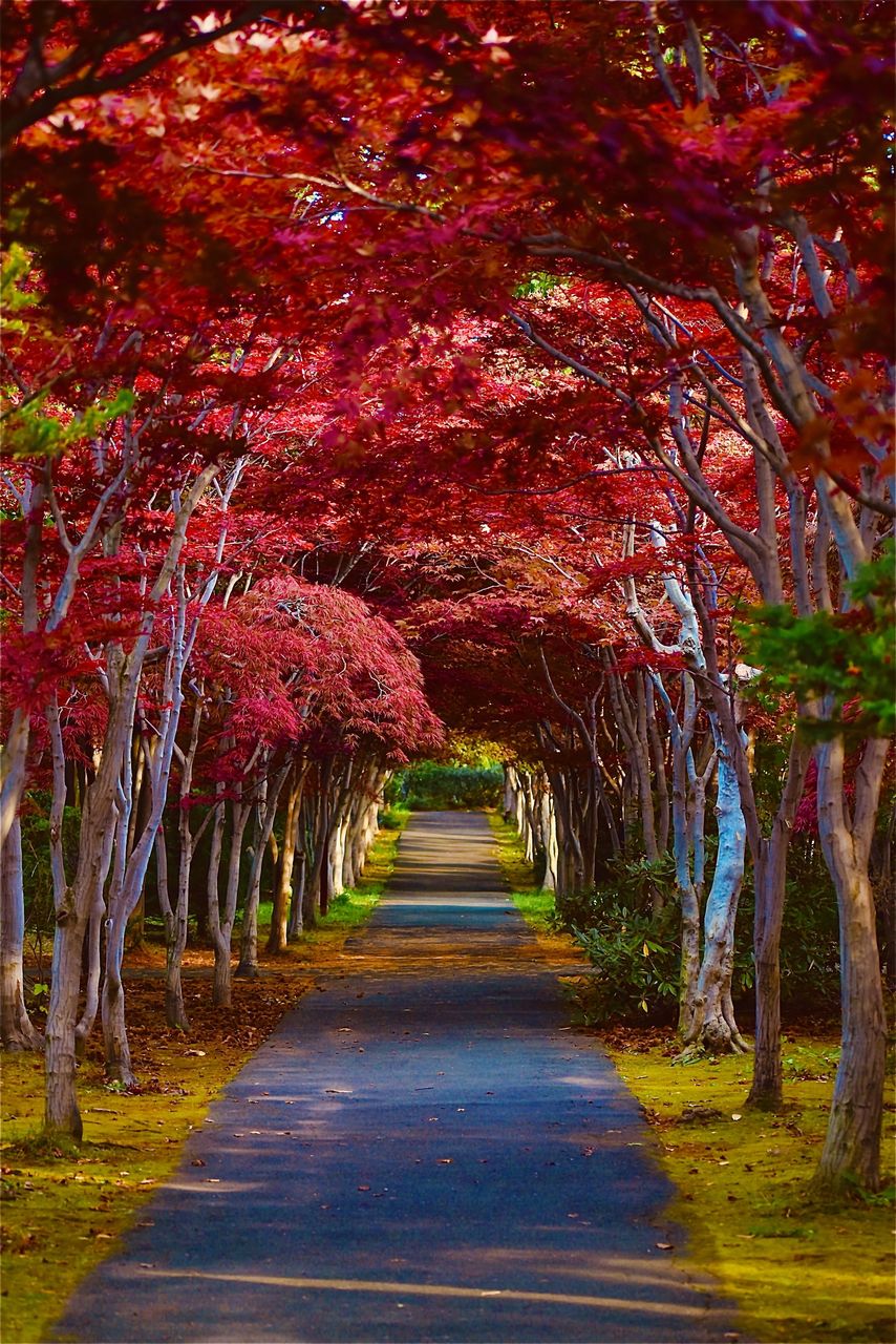 紅葉トンネル (北海道) 」について詳しく見る | FIND/47