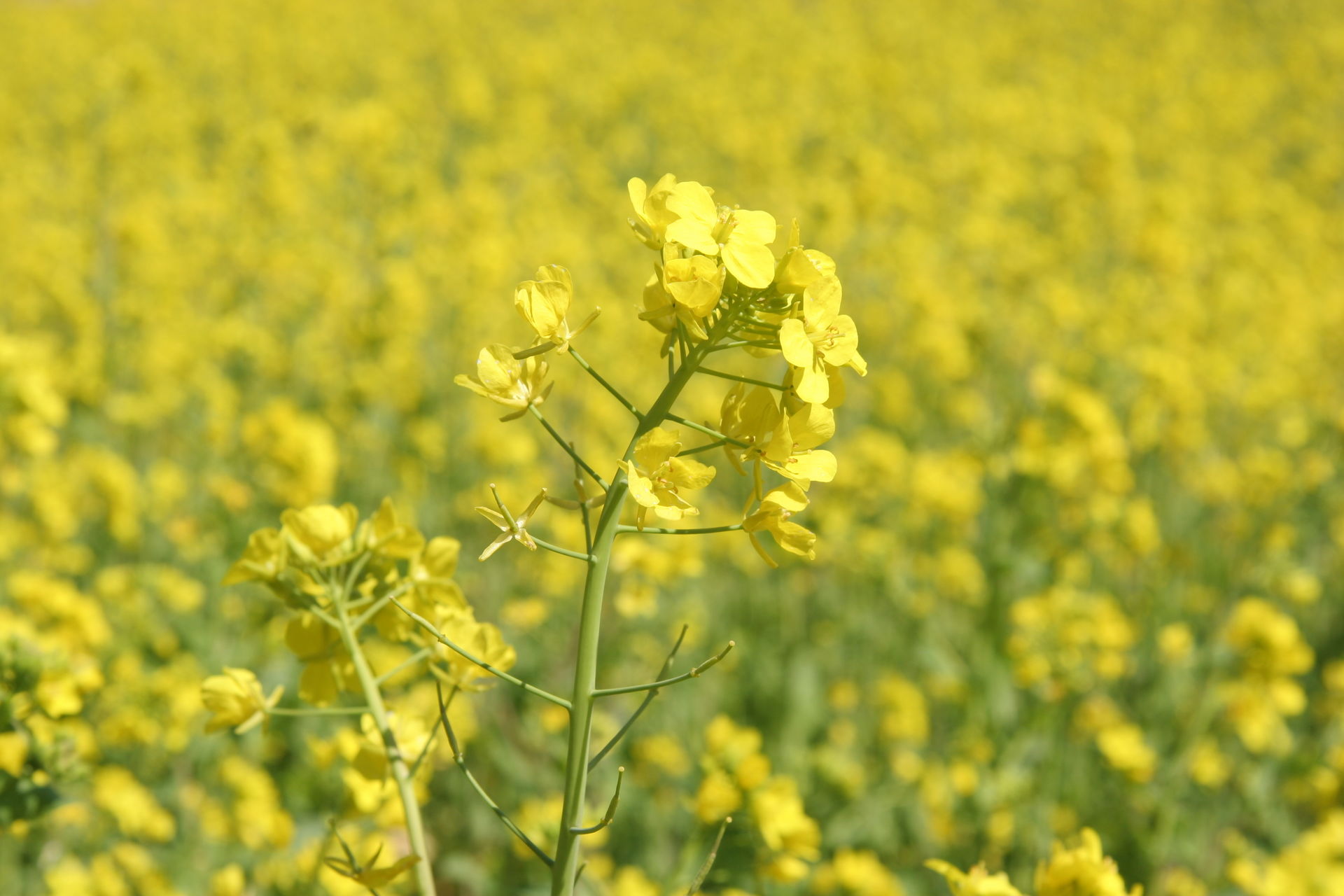 千葉 いすみ市 菜の花畑の菜の花 千葉県 について詳しく見る Find 47