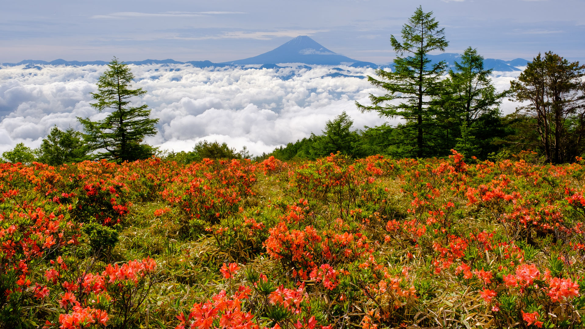 甘利山のレンゲツツジと雲海の富士山 山梨県 について詳しく見る Find 47