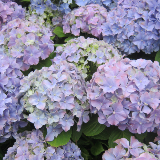 Hydrangea